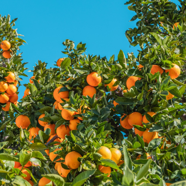 oranges growing on trees